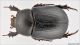 Geotrupidae_Altavilla_lo.jpg