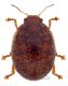 Trachymela sloanei habitus red firm.jpg