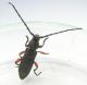 Ropalopus_varini.JPG