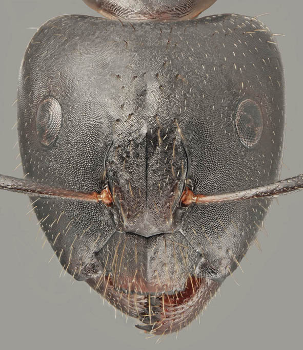Camponotus aethiops_major head sculpture.jpg