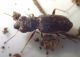 Cicindelidae_PA184254.JPG