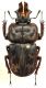 Rhyssonotus nebulosus KIRBY, 1818.JPG