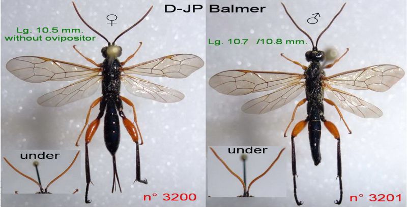 n° 3200 F + 3201 M - Phaenolobus terebrator (Scopoli 1763).jpg