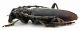 CombM1879_28zF5cr.jpg