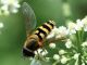 Bulla_20150809_21_1000.JPG
