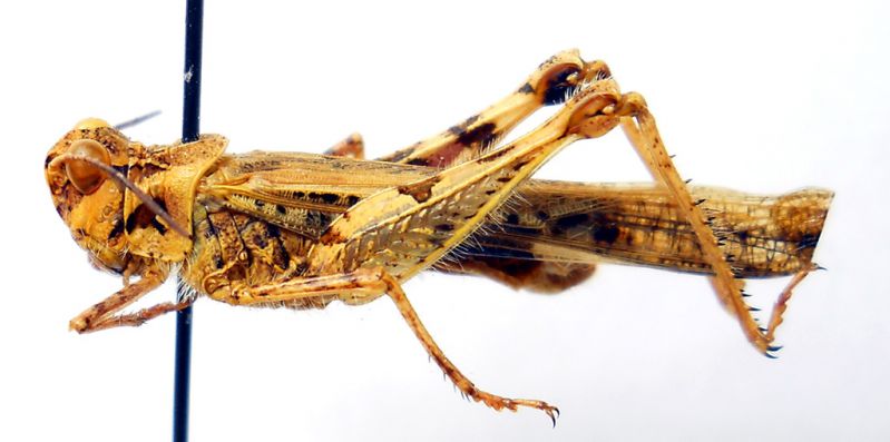 Acrotylus 1c.jpg