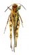 Acrotylus 1a.jpg