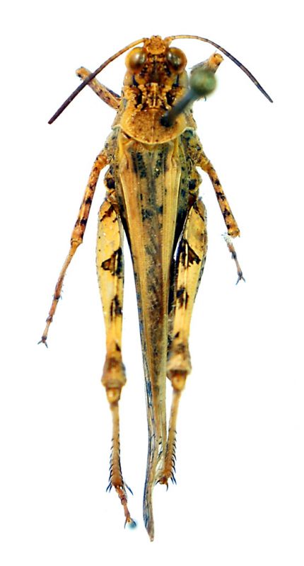 Acrotylus 1a.jpg