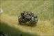 Cionus_sp_6519.jpg