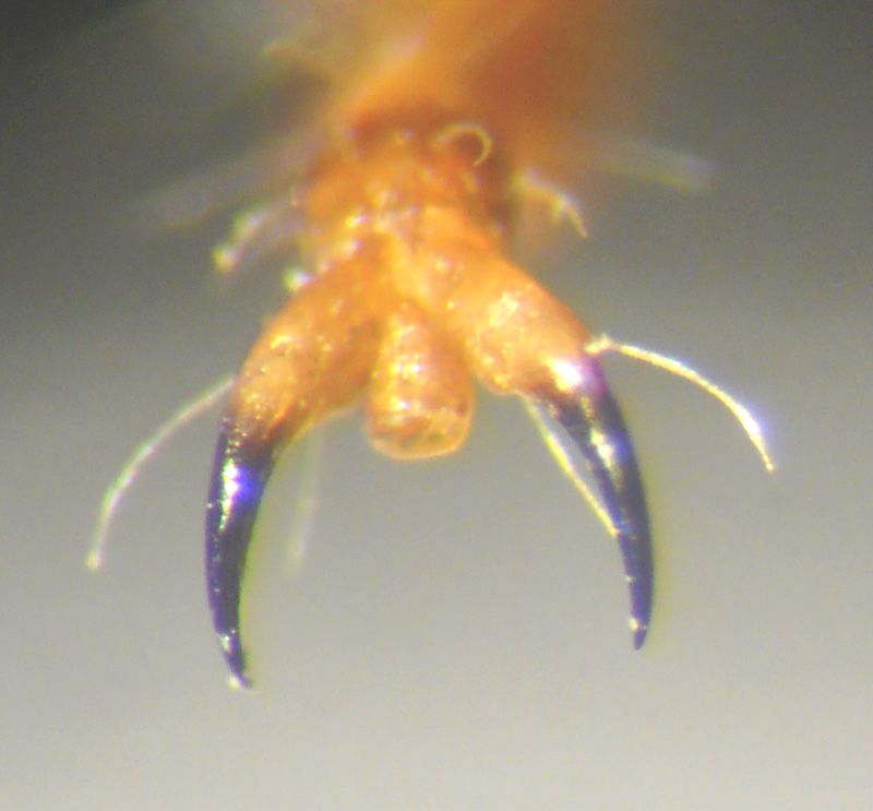 Acrotylus 1e.JPG