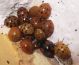 Coccinelle raggruppate.JPG