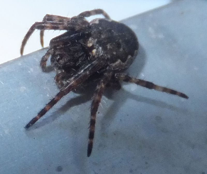 Unidentified little spider 02.JPG