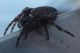 Unidentified little spider 03.JPG