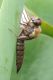 Aeshna cyanea 1.jpg