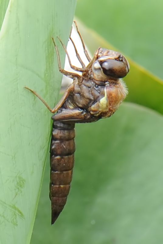 Aeshna cyanea 1.jpg