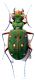 Cic. maroccana schrammi_14 mm.jpg