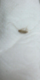 Screenshot_2015-10-29-03-31-26-1.png