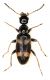 Anthicidae_Sbeitla_7-IV-2004.jpg
