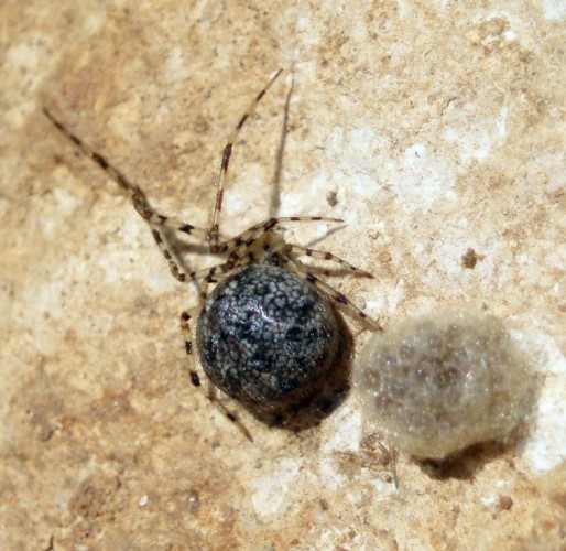 Theridion sp..jpg