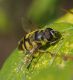 IMGP1605_Hoverfly_sm.JPG