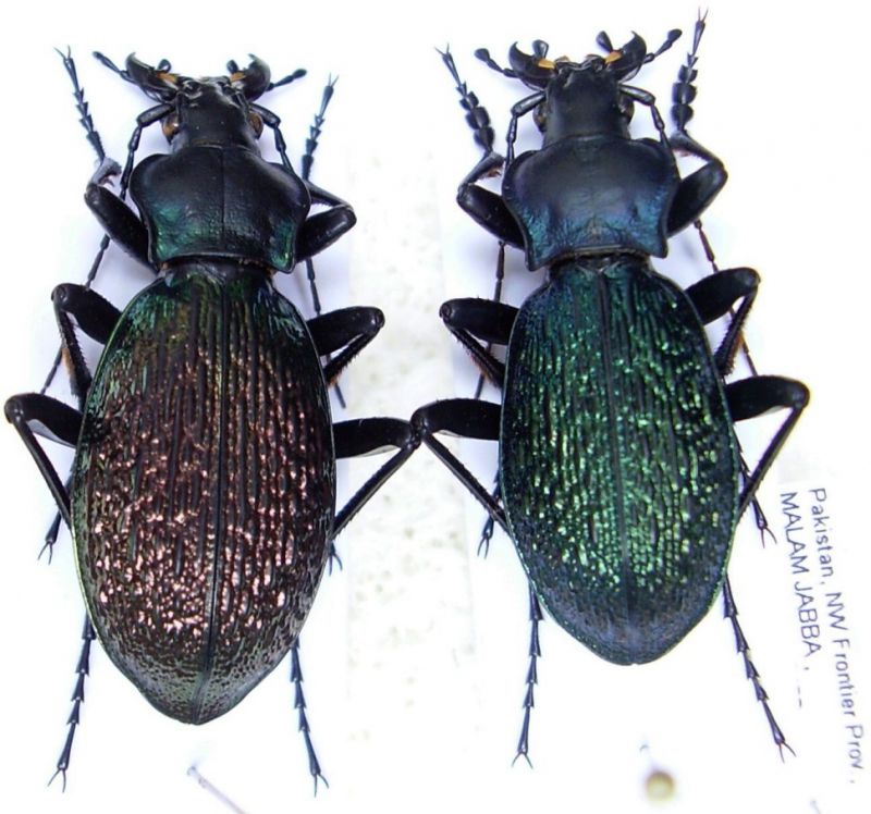 Carabus - Imaibius wittmerorum.jpg