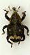Acallesbig1b 5mm.JPG