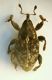 Curculio 1 3m.JPG