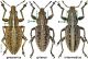 sitona_gressorius_det.jpg