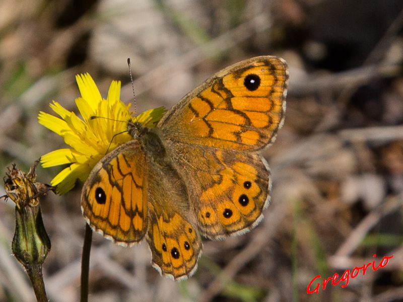 Lasiommata megera ♀ 14-11-2015 IMG_8287.jpg