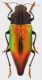 Cyphogastra_Indonesia_Moluccas_Babar_Tepa_I-2009_25mm_grey.jpg