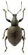 Otiorhynchus_bisulcatus.jpg