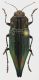 Cyphogastra_chevrolati_Indonesia_Timor_Mt_Mutis_V-2008_22mm_grey.jpg