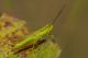 Euthystira_brachyptera.jpg