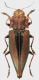 Cyphogastra_angulicollis_Indonesia_Tanimbar_Yamdena_Bomaki_VII-2009_31mm_grey.jpg