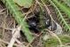Lethrus apterus IMG_0284.jpg