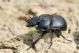 Lethrus apterus IMG_0252.jpg