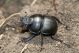 Lethrus apterus IMG_0239.jpg