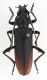 CombM1894_11zF5cr.jpg