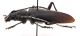 CombM1895_21zF5cr.jpg