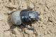 Lethrus apterus IMG_0265.jpg
