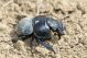 Lethrus apterus IMG_0262.jpg