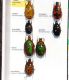 Cetonidae 27 - Kopie.JPG