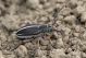 Pedestredorcadion tauricum IMG_0219.jpg