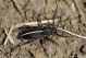 Pedestredorcadion axillare IMG_0180.jpg