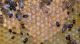aethina-t-600x330.jpg