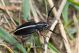Pedestredorcadion axillare IMG_0206.jpg