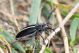 Pedestredorcadion axillare IMG_0210.jpg