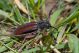 Carinatodorcadion fulvum IMG_0176.jpg