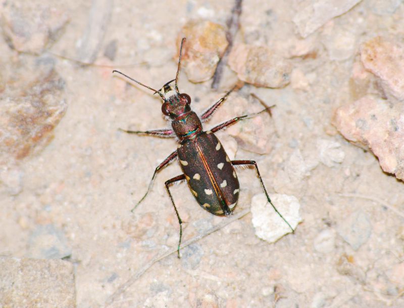 Calomera littoralis fiorii (Grandi, 1906).jpg