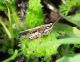 DSCN70420.jpg